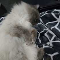 Thumbnail photo of Hemi #3