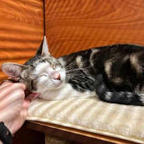 Thumbnail photo of Alden #3