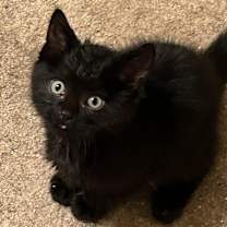 Thumbnail photo of Josie #1