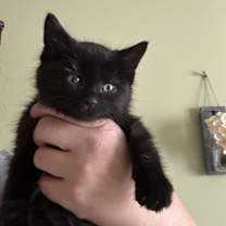 Thumbnail photo of Josie #2