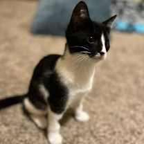 Thumbnail photo of Maybelline #2