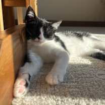 Thumbnail photo of Maybelline #4