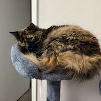 Thumbnail photo of Penelope #1