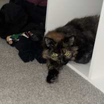 Thumbnail photo of Penelope #2