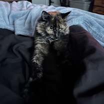 Thumbnail photo of Penelope #4