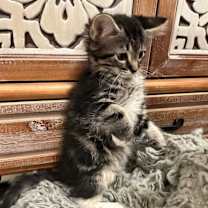 Thumbnail photo of Oscar (O-Litter) #3