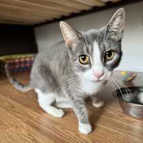 Thumbnail photo of Salem #2