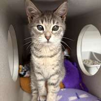 Thumbnail photo of June Bug #1