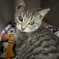 Thumbnail photo of June Bug #2