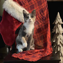 Thumbnail photo of Cleo #1