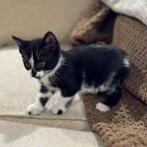 Thumbnail photo of Silverhand #1