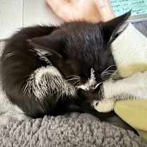 Thumbnail photo of Silverhand #2