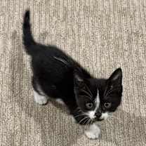 Thumbnail photo of Silverhand #3