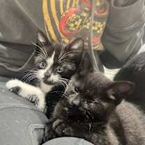 Thumbnail photo of Silverhand #4