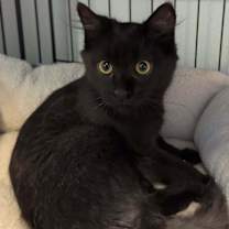 Thumbnail photo of Blackberry #1