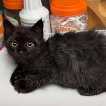 Thumbnail photo of Blackberry #2