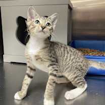 Thumbnail photo of Dale #4