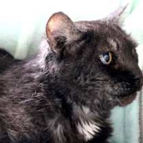 Thumbnail photo of Petunia #2