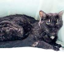 Thumbnail photo of Petunia #3