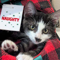 Thumbnail photo of Kelsier #1