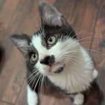 Thumbnail photo of Kelsier #2