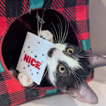 Thumbnail photo of Kelsier #4