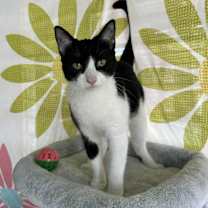 Thumbnail photo of Norman #1