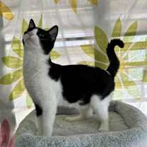 Thumbnail photo of Norman #3