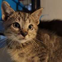 Thumbnail photo of Marcus tabby #1