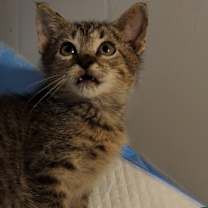 Thumbnail photo of Marcus tabby #4