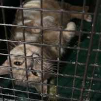 Thumbnail photo of Cricket #2