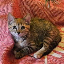 Thumbnail photo of Raja #1