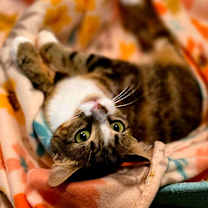 Thumbnail photo of Joy #2