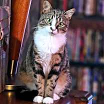 Thumbnail photo of Joy #3