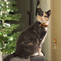 Thumbnail photo of Miso #1