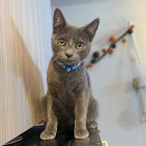 Thumbnail photo of Wakko #1