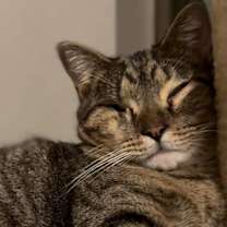 Thumbnail photo of Mr Kitty #3