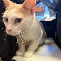 Thumbnail photo of Esmeralda #3