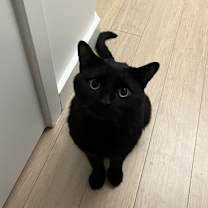 Thumbnail photo of Aries #1