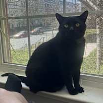 Thumbnail photo of Aries #2