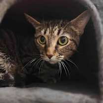 Thumbnail photo of Nova #1