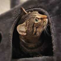 Thumbnail photo of Nova #2