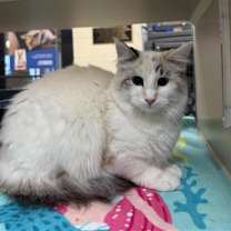 Thumbnail photo of Stephanie Soo #3