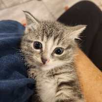 Thumbnail photo of Mittens #1