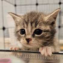 Thumbnail photo of Mittens #2