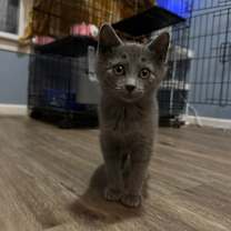 Thumbnail photo of Zombie #1