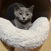 Thumbnail photo of Zombie #2