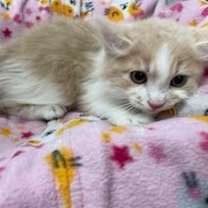 Thumbnail photo of Hashbrown #1