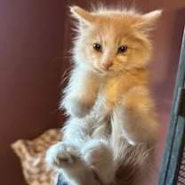 Thumbnail photo of Hashbrown #2