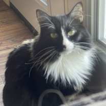 Thumbnail photo of Coco #1